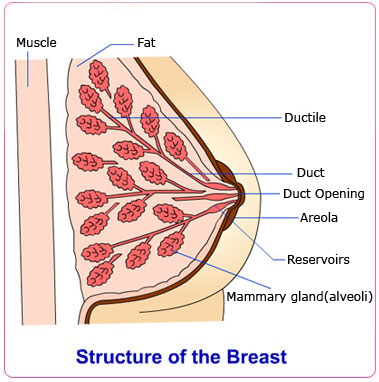 Female+breast+structure