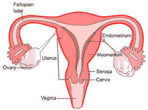 uterus_hysterectomy1.gif