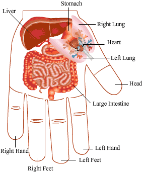 Diagrams Of Organs