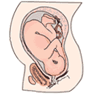 Mechanism Of Labor