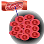 Blood Type / Blood Group