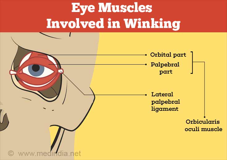 Why Do We Wink? - Prevalence, Types & Interesting Facts