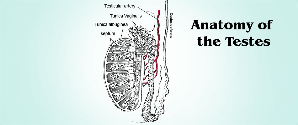 testicular-biopsy-types-procedure-precautions-risks-results