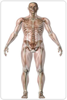 The Body Bones