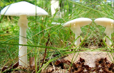 Types of Mushrooms: Destroying Angel Mushroom