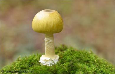 Types of Mushrooms: Death Cap Mushroom