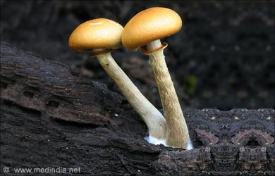 Types of Mushrooms: Deadly Galerina Mushroom