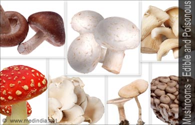 Mushroom Types - Edible and Poisonous