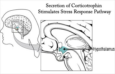 Secretion of Corticotrophin Stimulates Stress Response Pathway