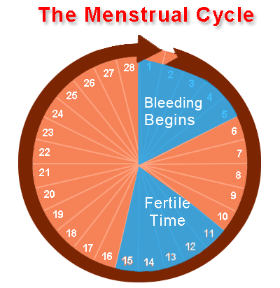 menstrual cycle pictures