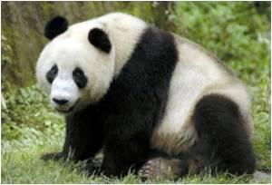 BBC Names Giant Panda Among 12 'Female Faces of 2011' Triggering ...