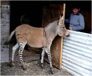 Zonkey-Cross Between a Zebra and a Donkey