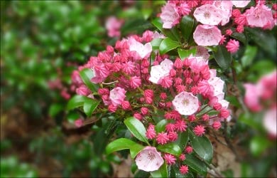 Homeopathy for Blood Pressure: Kalmia