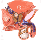 Know the Urinary System