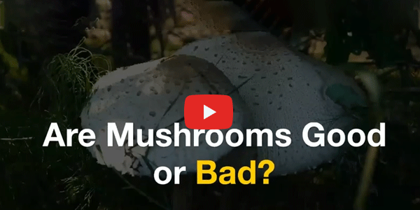 Are Mushrooms Good or Bad?