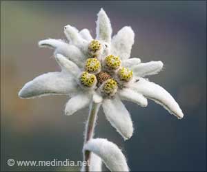 Edelweiss: Skin Care Benefits