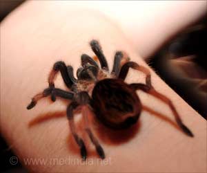 Fear of Spiders and Snakes Evolutionary, Shows Study