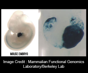 Heart Abnormalities Traced to Junk DNA Segments