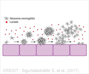 Lactate Triggers Invasion of Meningitis-Causing Bacteria into Blood