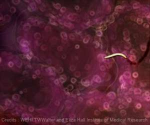 Carbohydrate Capped Viral Proteins May Help Develop Malarial Vaccines