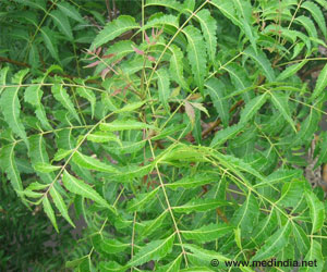  Indian Neem Tree Offers Hope For Cancer Patients