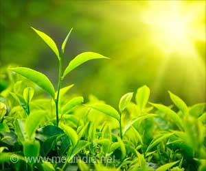 Nanoparticles Produced from Tea Leaves Inhibit Lung Cancer