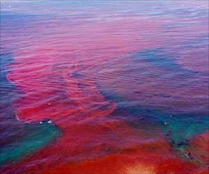 2 Red Tide Blooms Detected In Florida's Gulf Coast