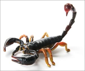Australian Scorpion Venom Could be Potential Painkiller, Say Researchers
