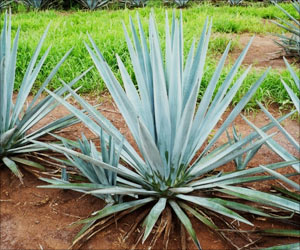 Tequila Plant Helps Reduce Blood Sugar, Weight