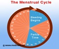 Menstrual Cycle