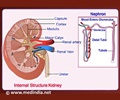 Urinary System