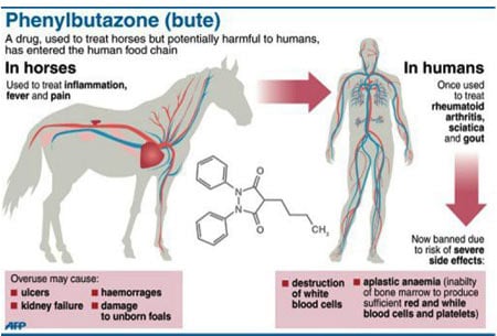 Phenylbutazone (bute)