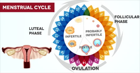 https://www.medindia.net/images/common/calculator/450_237/menstrual-cycle.jpg