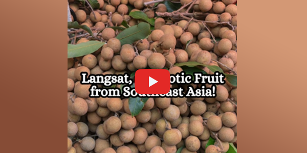 Health Benefits of Langsat Fruit