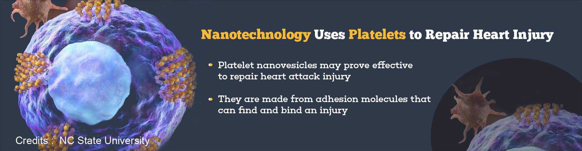 Nanotechnology Uses Platelets to Repair Heart Injury