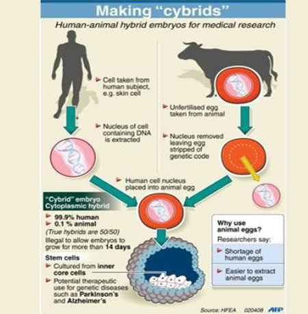 Cytoplasmic Hybrid Embryo - Infographic