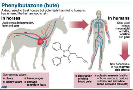 Phenylbutazone (bute) - Infographic