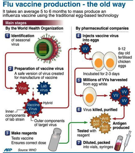 Swine Flu vaccine - Infographic