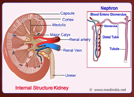 Urinary System - Infographic