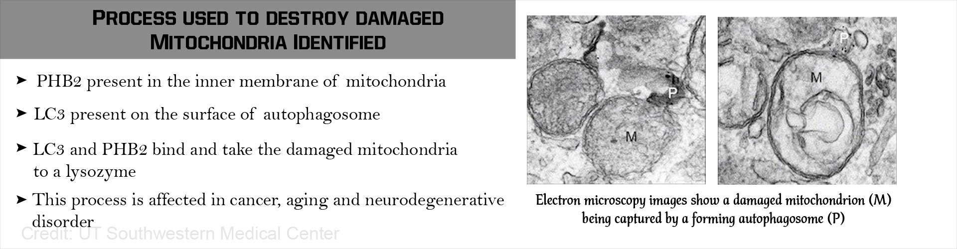 damaged-mitochondria-associated-with-aging-and-cancer-can-be-removed