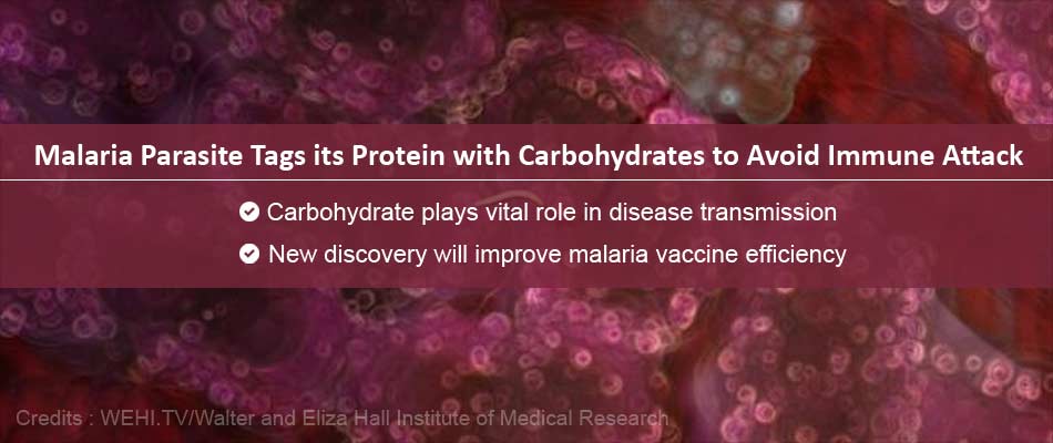 Carbohydrate Capped Viral Proteins May Help Develop Malarial Vaccines