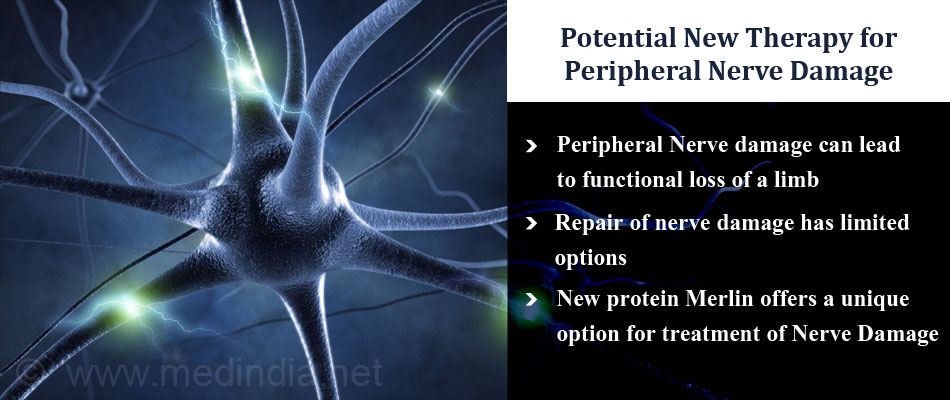 Merlin Protein Could Repair Peripheral Nerve Damage