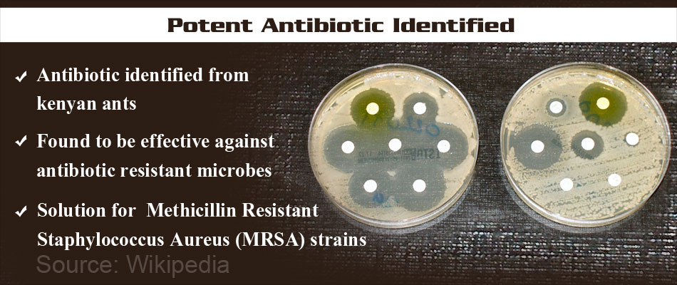 Methicillin-resistant Staphylococcus aureus - Wikipedia