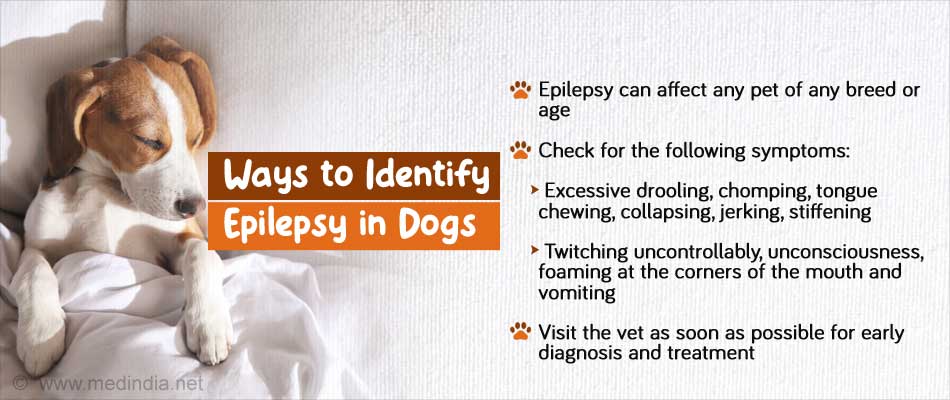 is epilepsy in dogs fatal