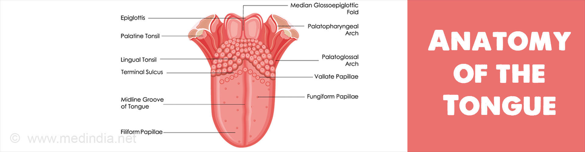 Anatomy Of Tongue And Throat
