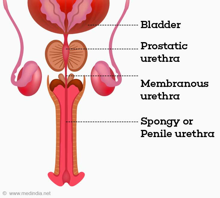 Structure of Male Urethra Print