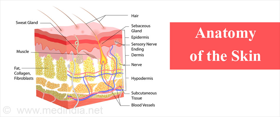 Dermatitis - Causes, Types, Clinical Features, Diagnosis, Treatment ...