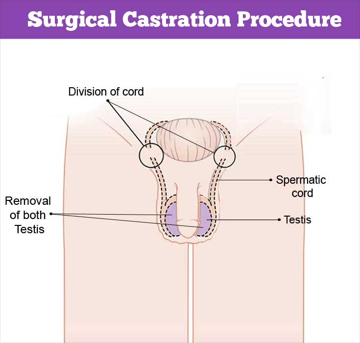 Surgical Castration Procedure