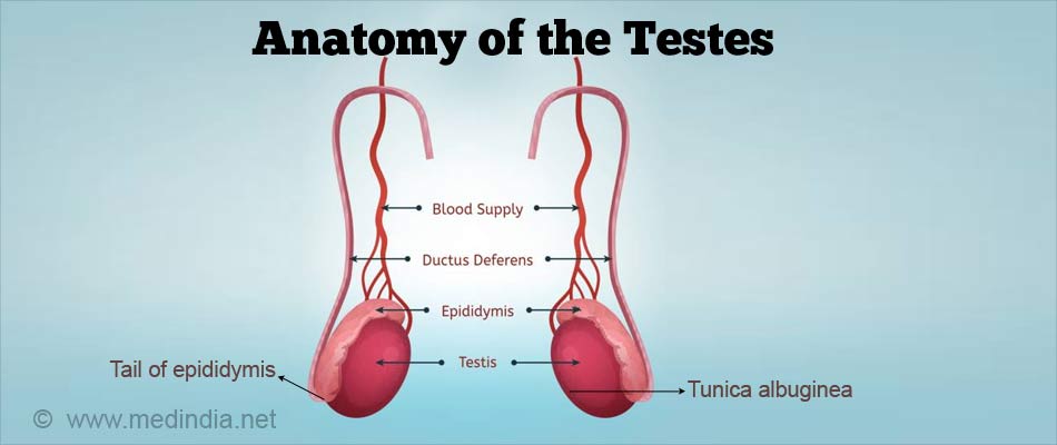 Orchidectomy Orchiectomy Types Indications Risks And Complications