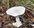 Death Angel Mushroom: How to Spot and Handle the Deadly Amanita